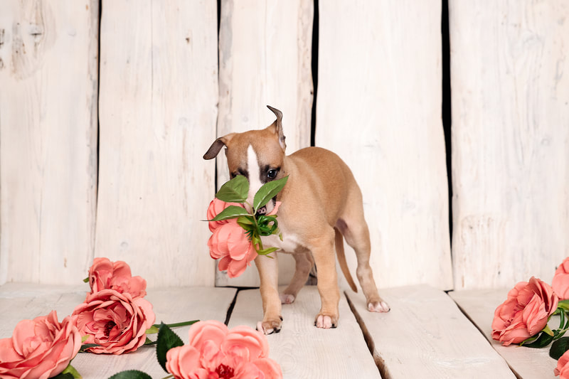 Red fawn whippet